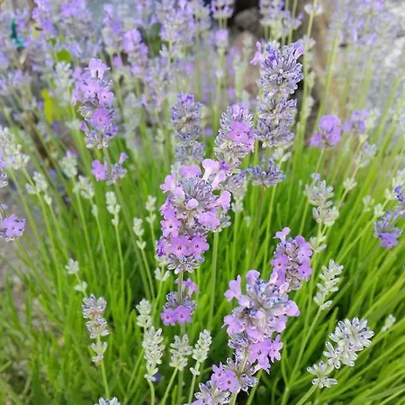 ゲストハウス Quinta Do Souto Casa De Campo シャヴェス
