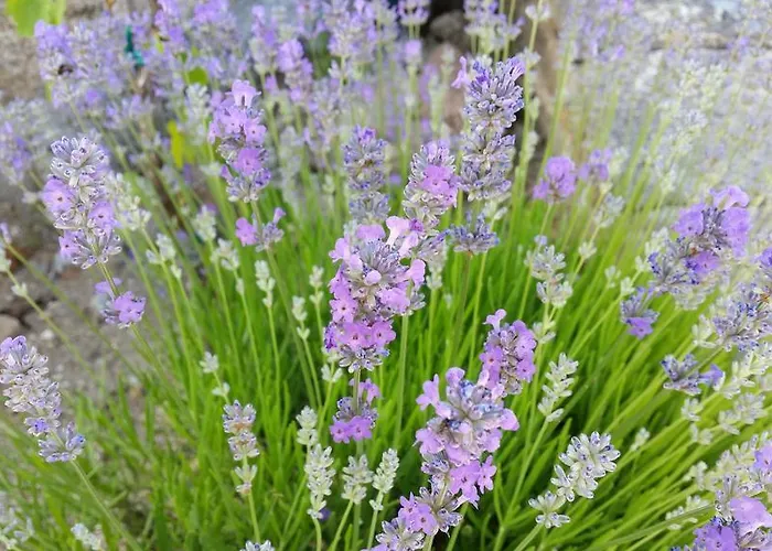 Maison d'hôtes Quinta Do Souto Casa De Campo Chaves